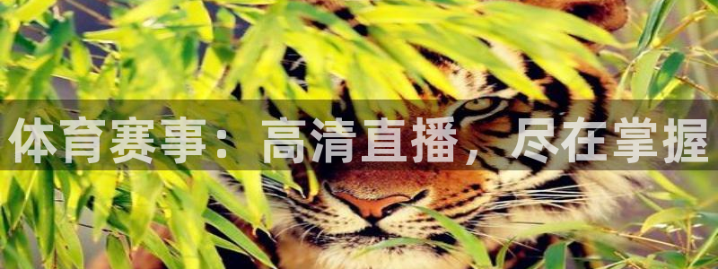 搜球吧零点吧nba直播